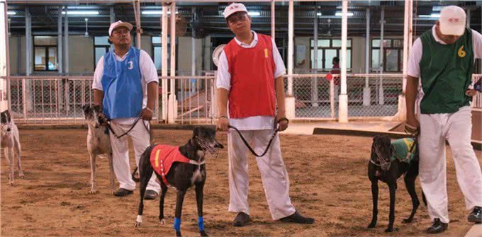 600只格力犬到期安乐死?又被骗转发了!