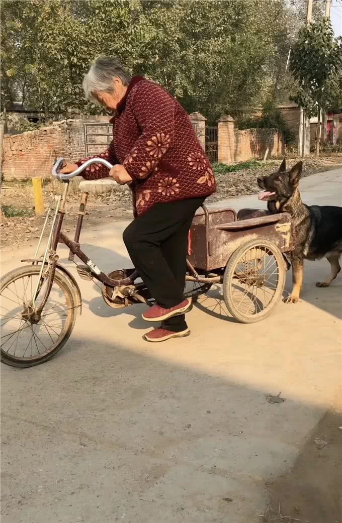 狗狗灰宝:你养我小，我守护你到老!灰宝是一只无敌深情的狗子!