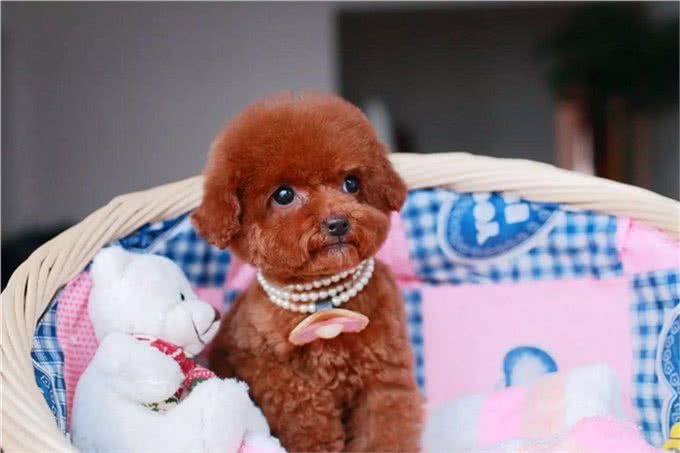 玩具贵宾犬穿上漂亮的衣服，不仅仅是凹造型，更是为健康!