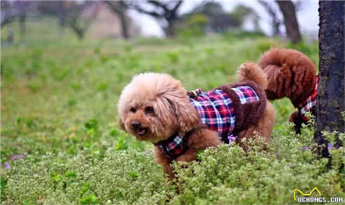 玩具贵宾犬穿上漂亮的衣服，不仅仅是凹造型，更是为健康!