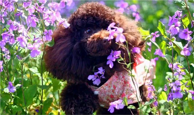 玩具贵宾犬穿上漂亮的衣服，不仅仅是凹造型，更是为健康!
