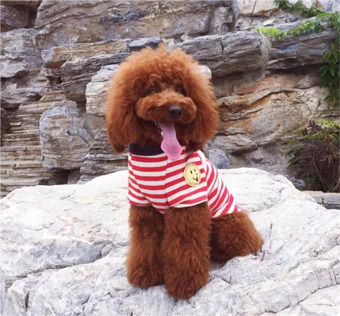 玩具贵宾犬穿上漂亮的衣服，不仅仅是凹造型，更是为健康!