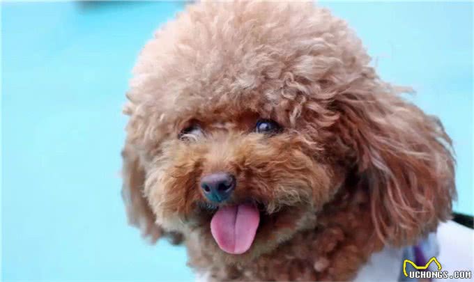 玩具贵宾犬穿上漂亮的衣服，不仅仅是凹造型，更是为健康!