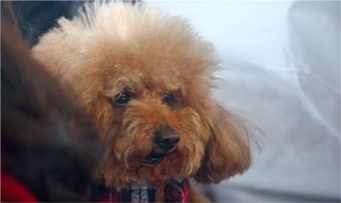 玩具贵宾犬穿上漂亮的衣服，不仅仅是凹造型，更是为健康!