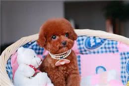 玩具贵宾犬穿上漂亮的衣服，不仅仅是凹造型，更是为健康!