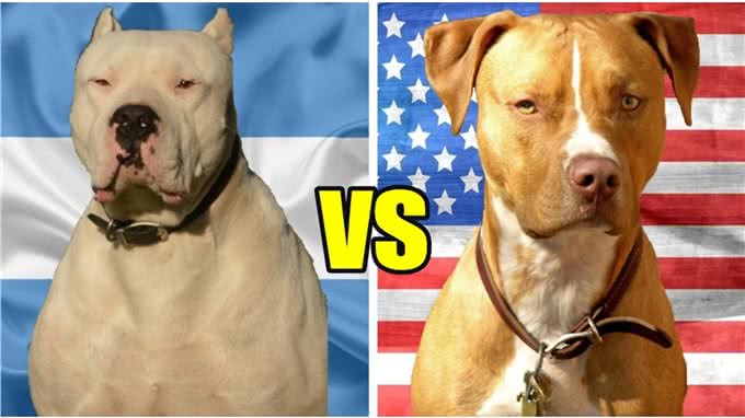 比特犬vs杜高犬，当老虎杀手遇到棕熊克星，谁会笑到最后?