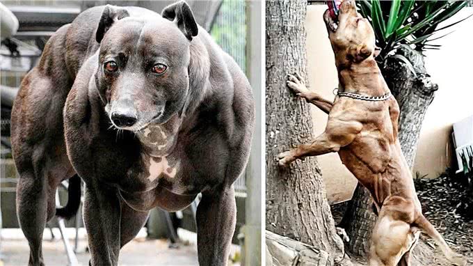 比特犬vs杜高犬，当老虎杀手遇到棕熊克星，谁会笑到最后?