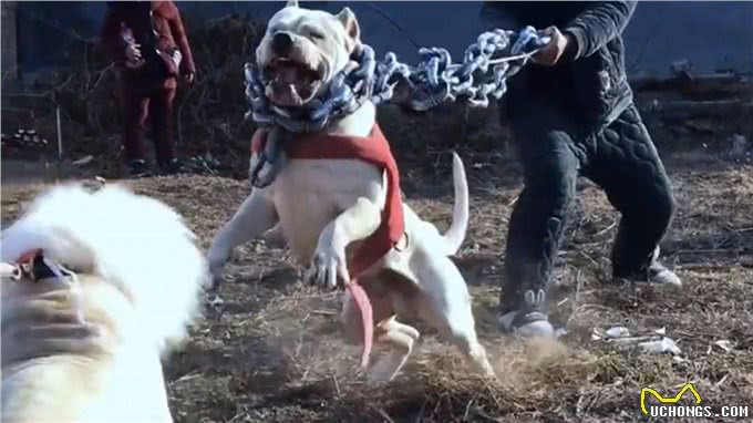 比特犬vs杜高犬，当老虎杀手遇到棕熊克星，谁会笑到最后?