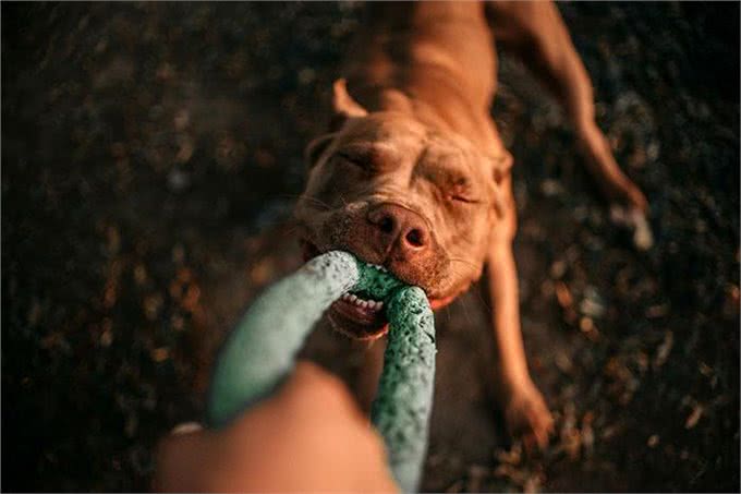 比特犬vs杜高犬，当老虎杀手遇到棕熊克星，谁会笑到最后?