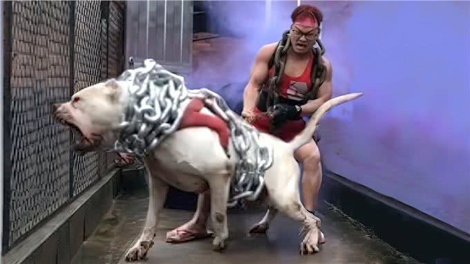 比特犬vs杜高犬，当老虎杀手遇到棕熊克星，谁会笑到最后?