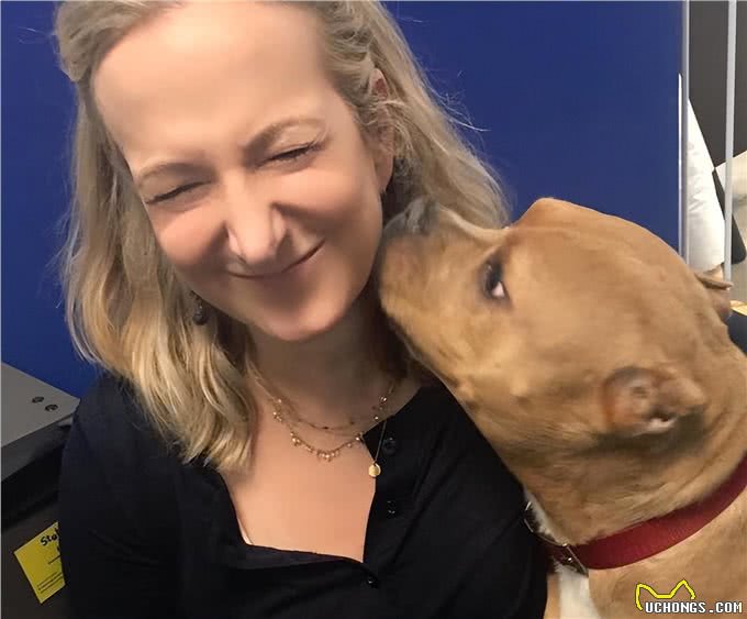比特犬vs杜高犬，当老虎杀手遇到棕熊克星，谁会笑到最后?
