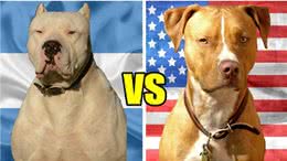 比特犬vs杜高犬，当老虎杀手遇到棕熊克星，谁会笑到最后?