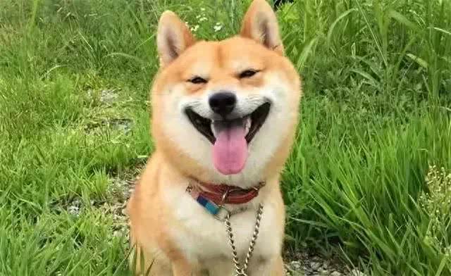 狗狗爱你程度分7级，大部分都卡在第6级，全占的几乎没有