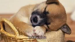 狗狗窝咳怎么办?是什么原因引起的?