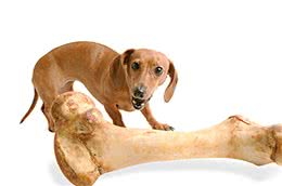 这些食物狗狗千万不能吃，千万不要因为你的疏忽害了你的爱犬