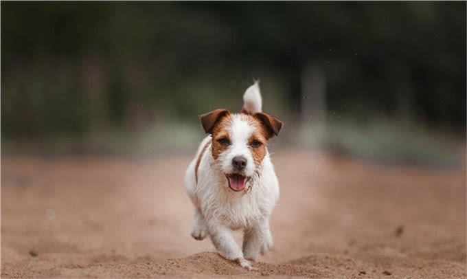狗狗常见的关节问题
