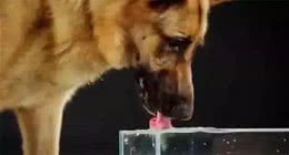 狗狗饮水的重要性