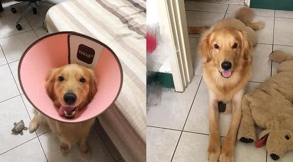 可爱金毛去剪毛，变成猴脸八字眉土狗，美容师误解了什么?
