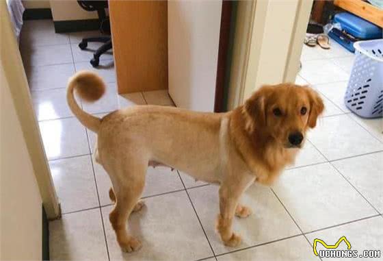 可爱金毛去剪毛，变成猴脸八字眉土狗，美容师误解了什么?