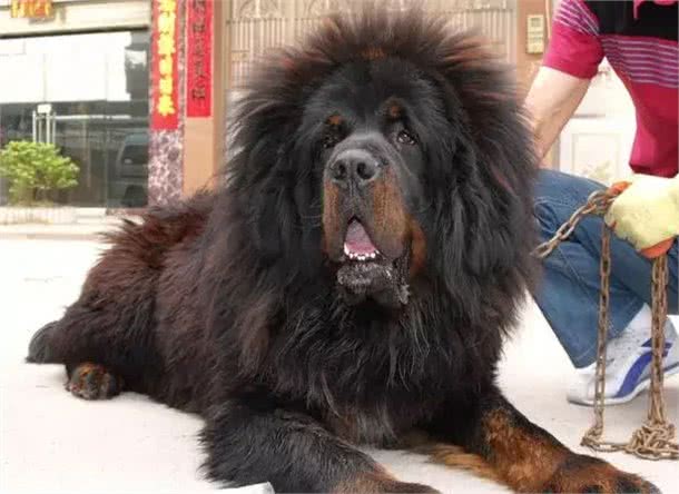 什么狗可以护主?这三种!绝了