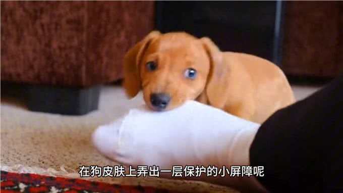 越洗越臭的狗子—科学养宠攻略