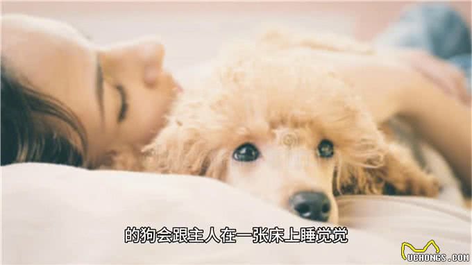越洗越臭的狗子—科学养宠攻略