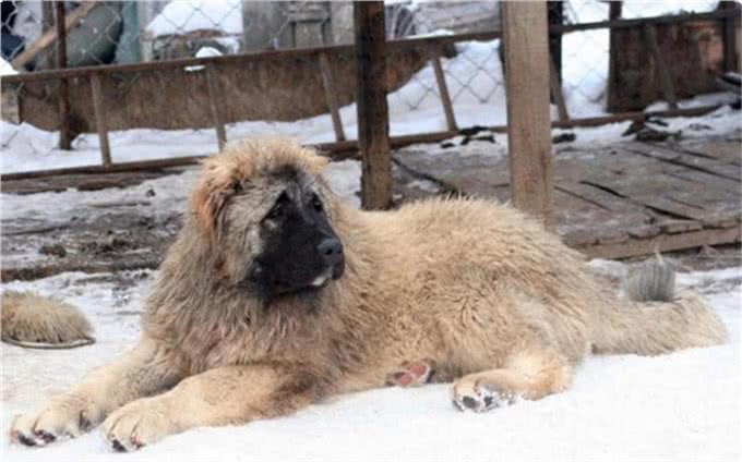 15世纪的斗兽专属犬种，拥有判官之名的猛犬，如今已濒临灭绝