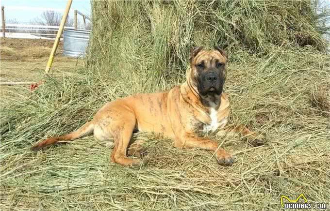 15世纪的斗兽专属犬种，拥有判官之名的猛犬，如今已濒临灭绝