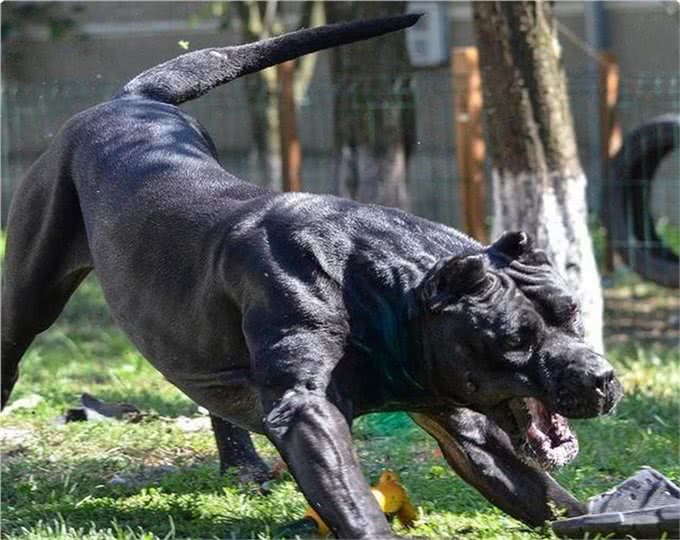 15世纪的斗兽专属犬种，拥有判官之名的猛犬，如今已濒临灭绝