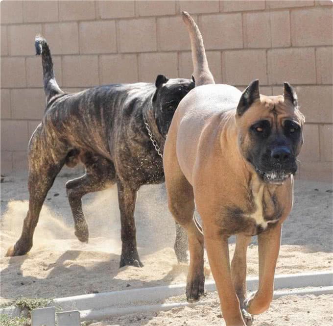 15世纪的斗兽专属犬种，拥有判官之名的猛犬，如今已濒临灭绝