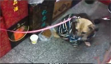 狗狗守护已逝主人3年，被好心人领养后，却做出令人揪心的反应!