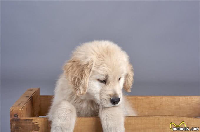金毛幼犬打嗝怎么回事金毛幼犬打嗝需要注意哪些