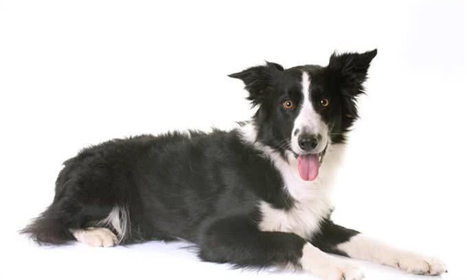 怎么能让边境牧羊犬心甘情愿的刷牙?