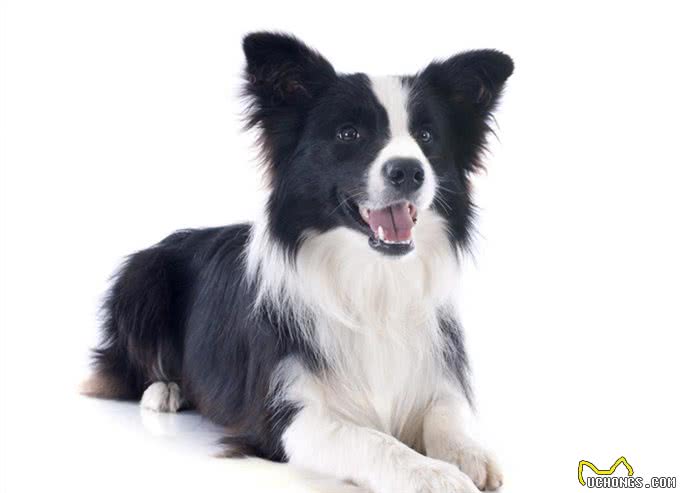怎么能让边境牧羊犬心甘情愿的刷牙?