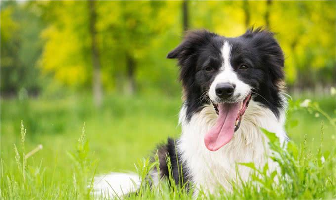 怎么能让边境牧羊犬心甘情愿的刷牙?