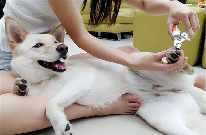 主人摸狗狗的爪子，在它眼里，代表了这些