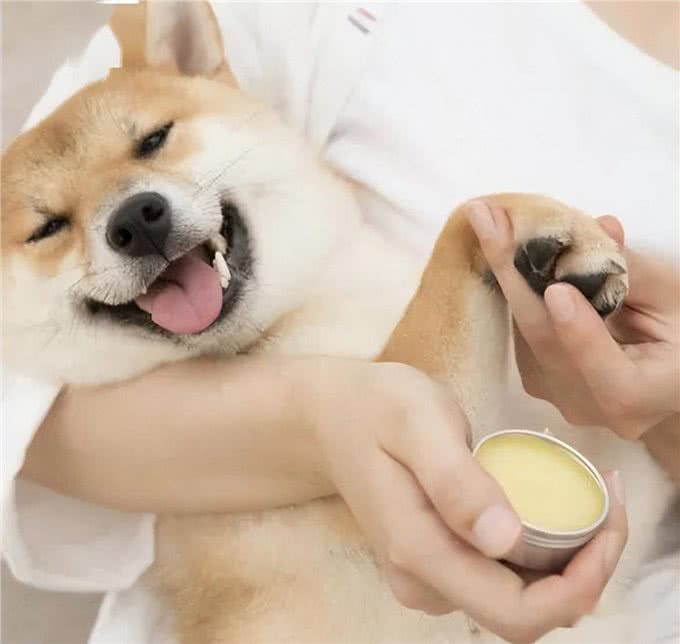 主人摸狗狗的爪子，在它眼里，代表了这些