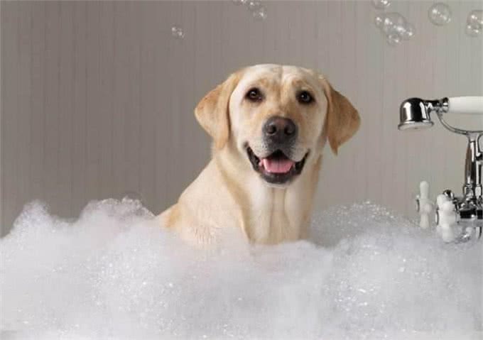科普—宠物犬美容