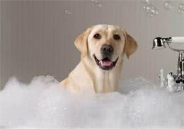 科普—宠物犬美容