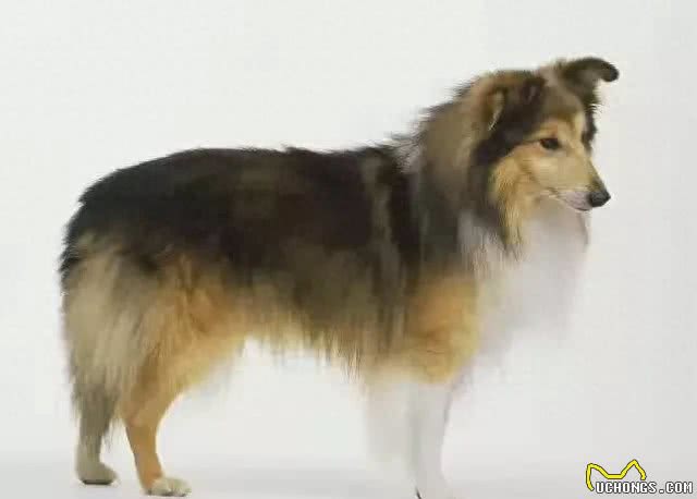 盘点在所有犬中智商排在第六的喜乐蒂牧羊犬