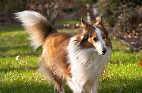 盘点在所有犬中智商排在第六的喜乐蒂牧羊犬