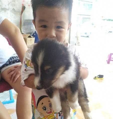 盘点在所有犬中智商排在第六的喜乐蒂牧羊犬