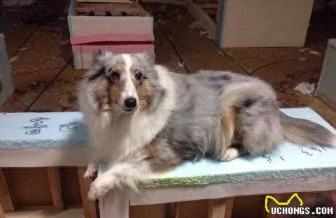 盘点在所有犬中智商排在第六的喜乐蒂牧羊犬