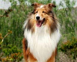 盘点在所有犬中智商排在第六的喜乐蒂牧羊犬