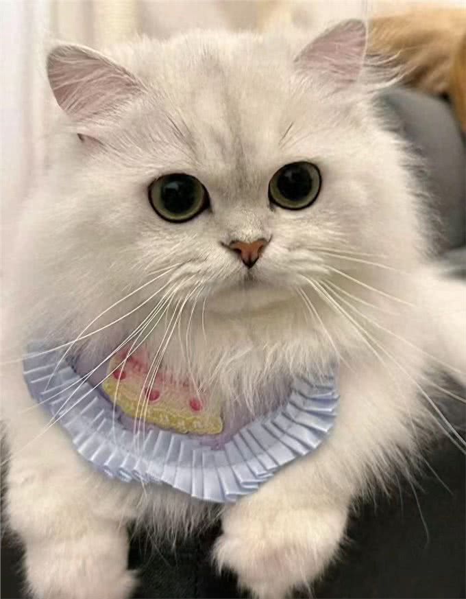 每日识猫:金吉拉猫,一种独特的猫咪品种