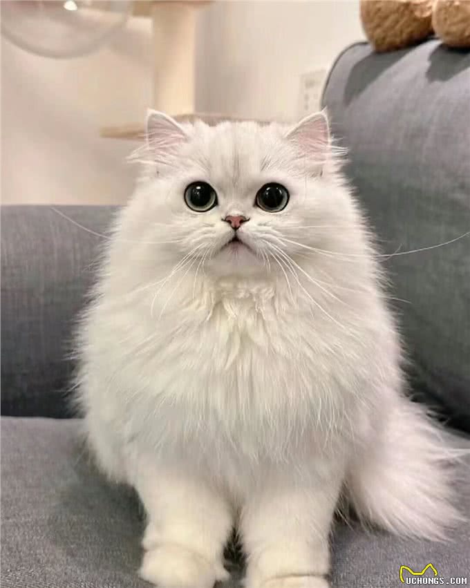 每日识猫:金吉拉猫,一种独特的猫咪品种