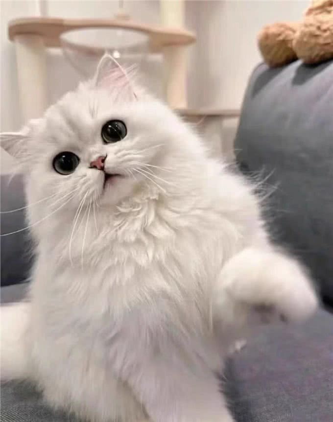 每日识猫:金吉拉猫,一种独特的猫咪品种