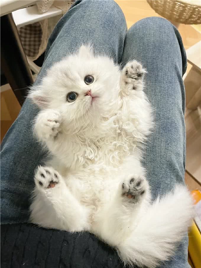 每日识猫:金吉拉猫,一种独特的猫咪品种