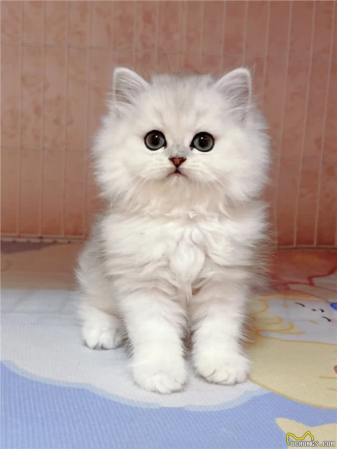 每日识猫:金吉拉猫,一种独特的猫咪品种