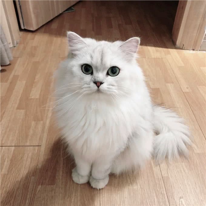 每日识猫:金吉拉猫,一种独特的猫咪品种